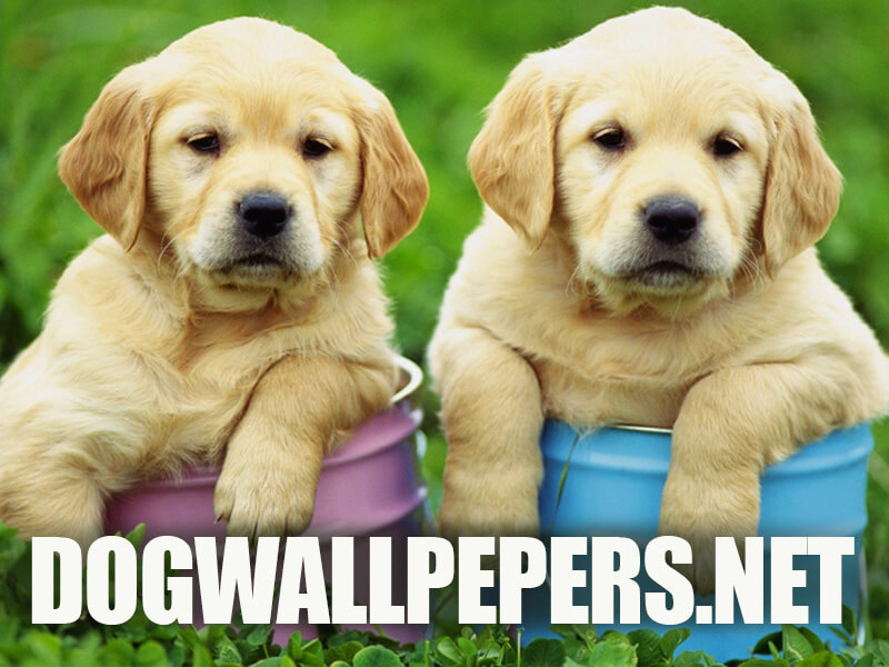 Dogwallpapers
